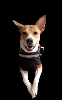Chotusingh — lucky mascot of The Swiss Laundry Kolkata